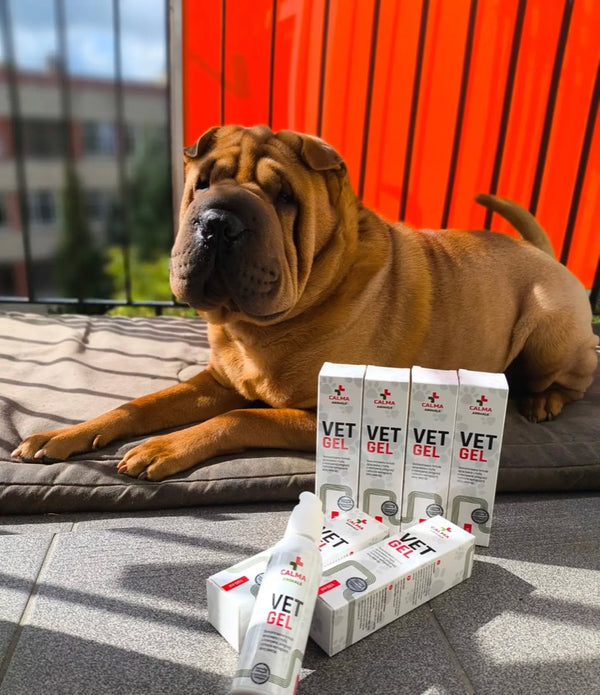 Shar-pei leży na balkonie obok opakowań VET GEL